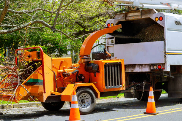 Professional  Tree Services in Stony Brook University, NY